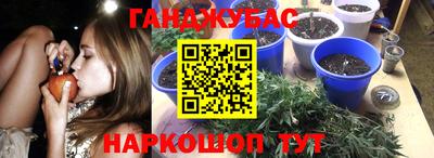 сатива Гай