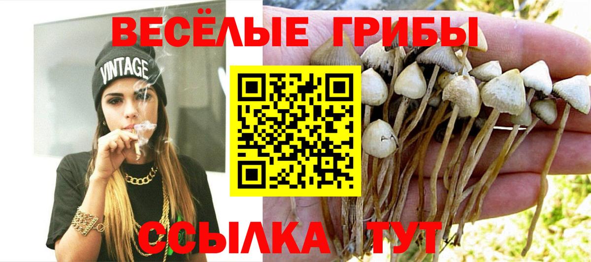 Галлюциногенные грибы Psilocybine cubensis Моздок